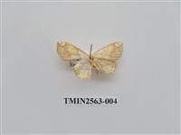 藏品(尺蛾62)的圖片